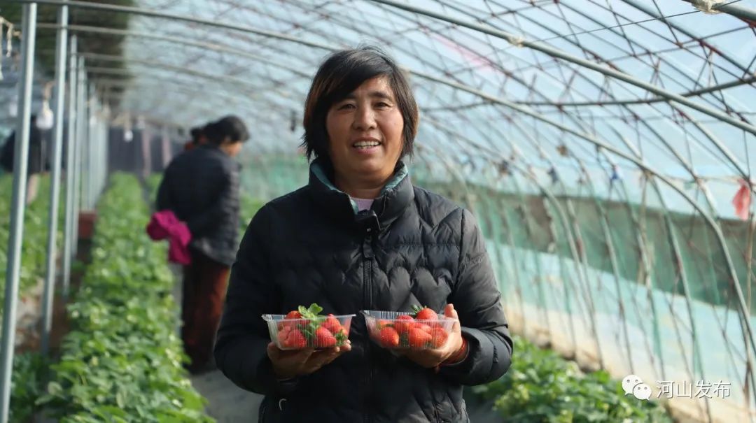 家庭种植草莓日常管理_种植日常家庭草莓管理措施_家庭草莓种植技术及日常管理